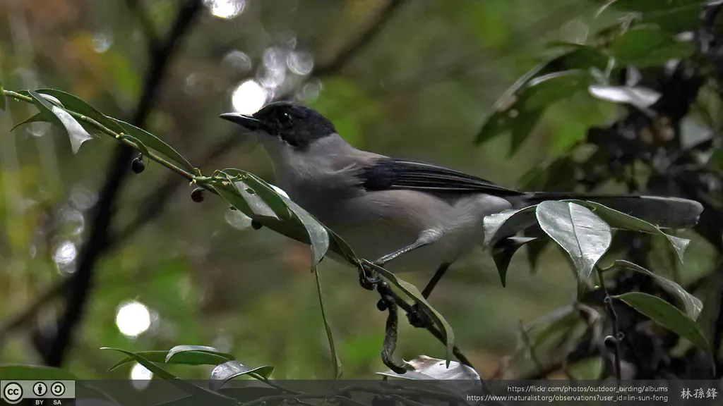 黑头奇鹛(Heterophasia desgodinsi)