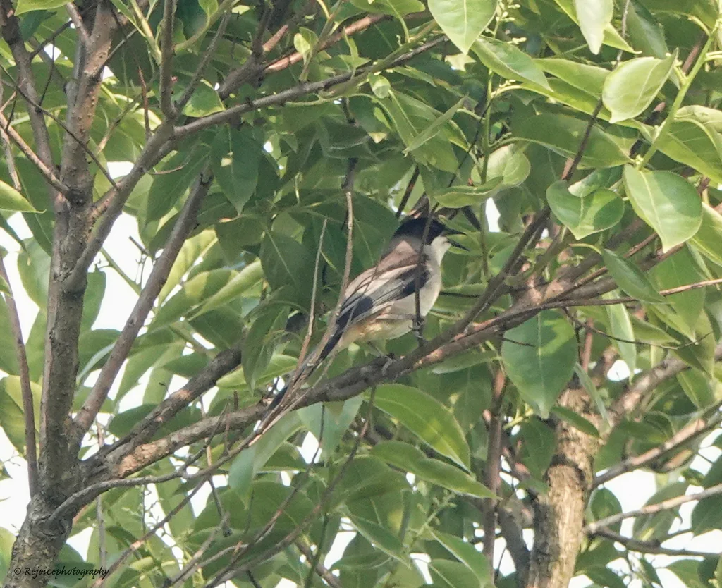 灰奇鹛(Heterophasia gracilis)