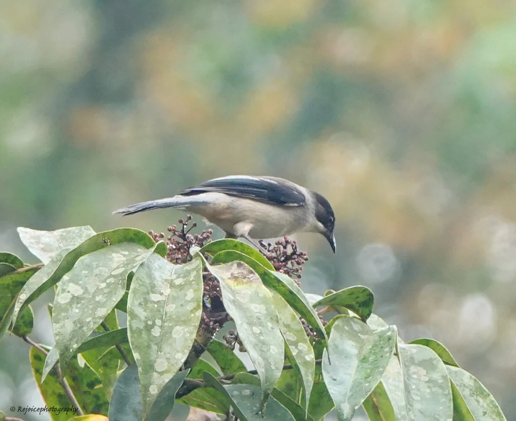 灰奇鹛(Heterophasia gracilis)