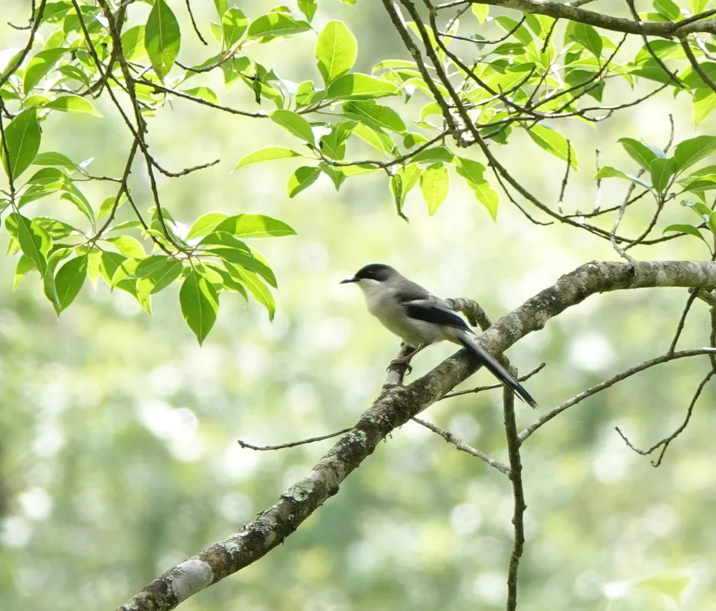 灰奇鹛(Heterophasia gracilis)