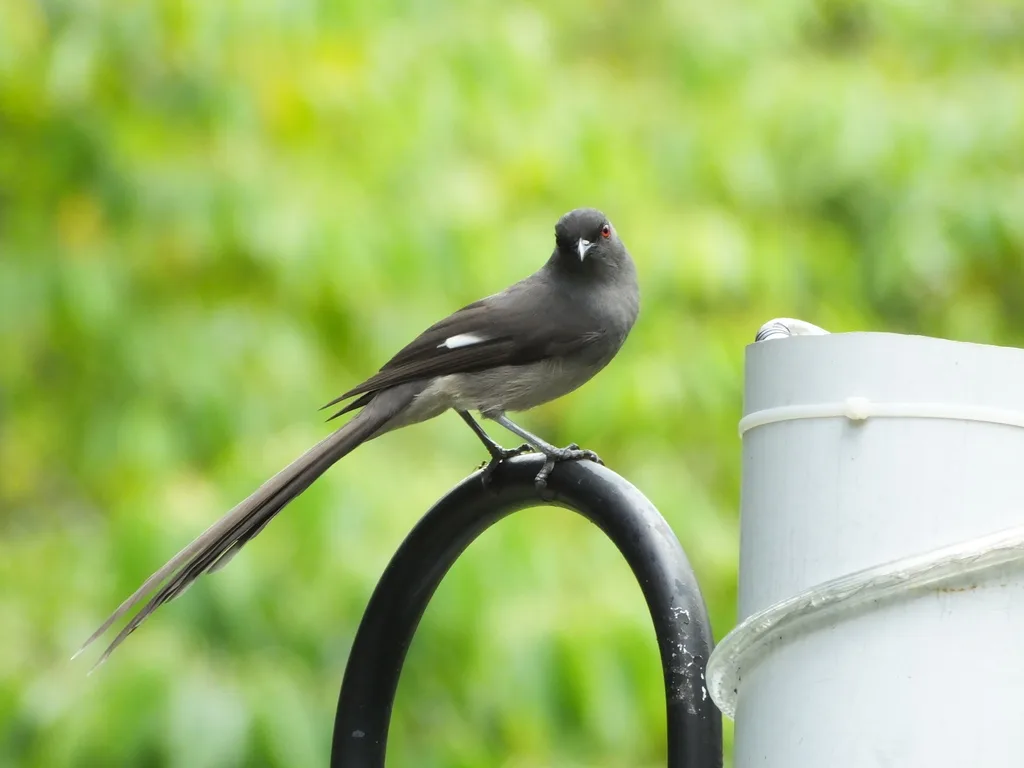 长尾奇鹛(Heterophasia picaoides)