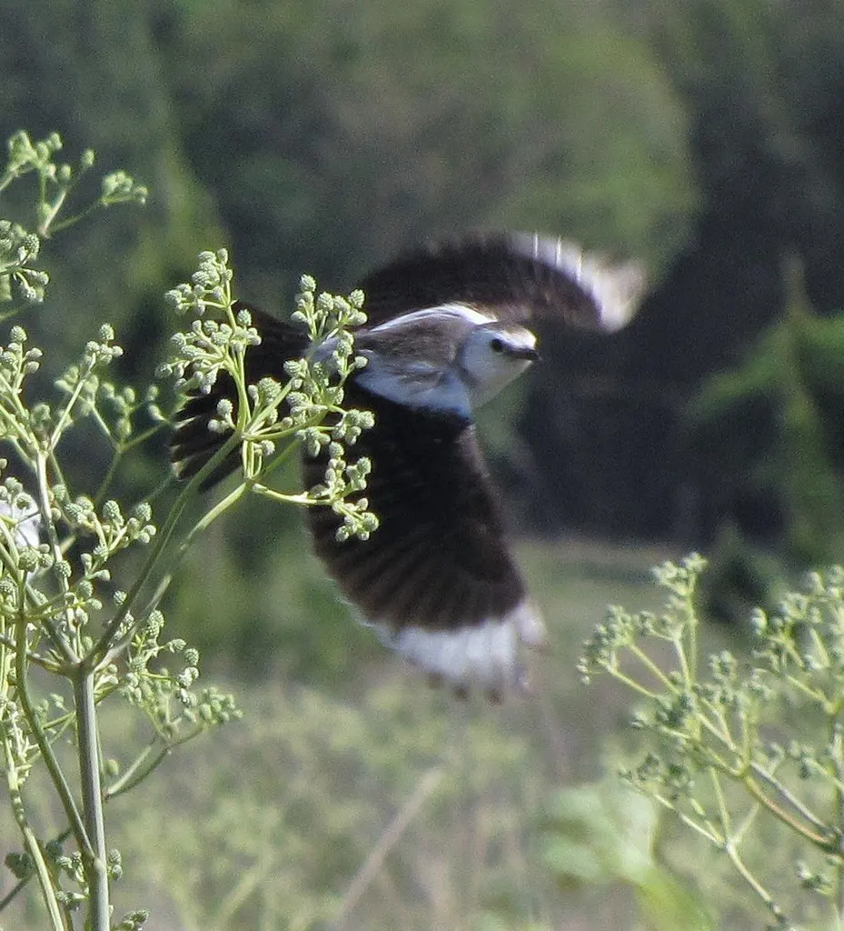 黑白蒙霸鹟（Heteroxolmis dominicana）
