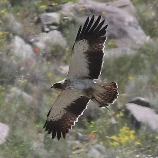 靴隼雕(Hieraaetus pennatus)