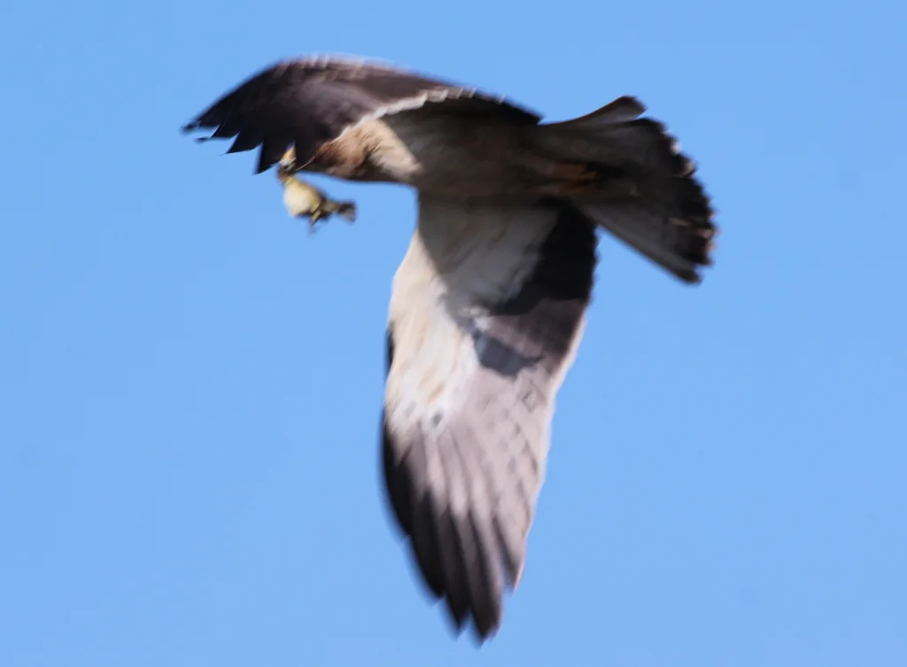 靴隼雕(Hieraaetus pennatus)