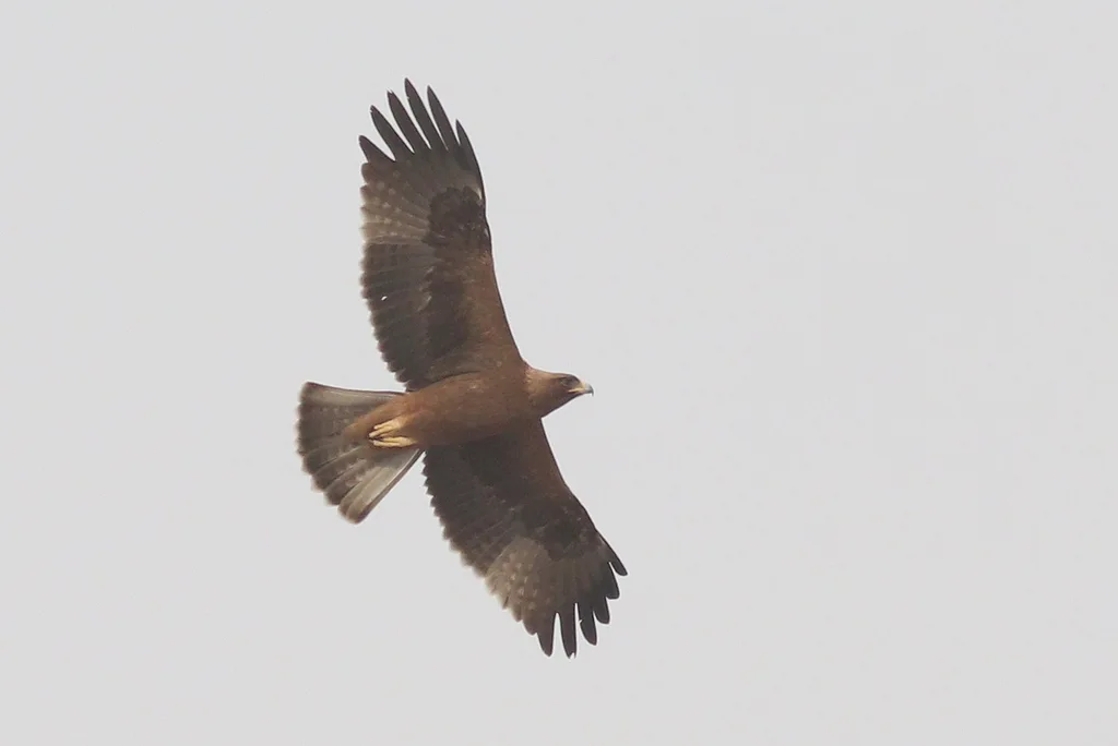 靴隼雕(Hieraaetus pennatus)