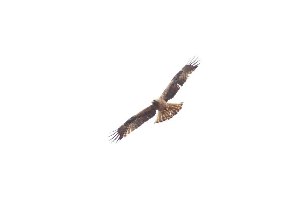 靴隼雕(Hieraaetus pennatus)