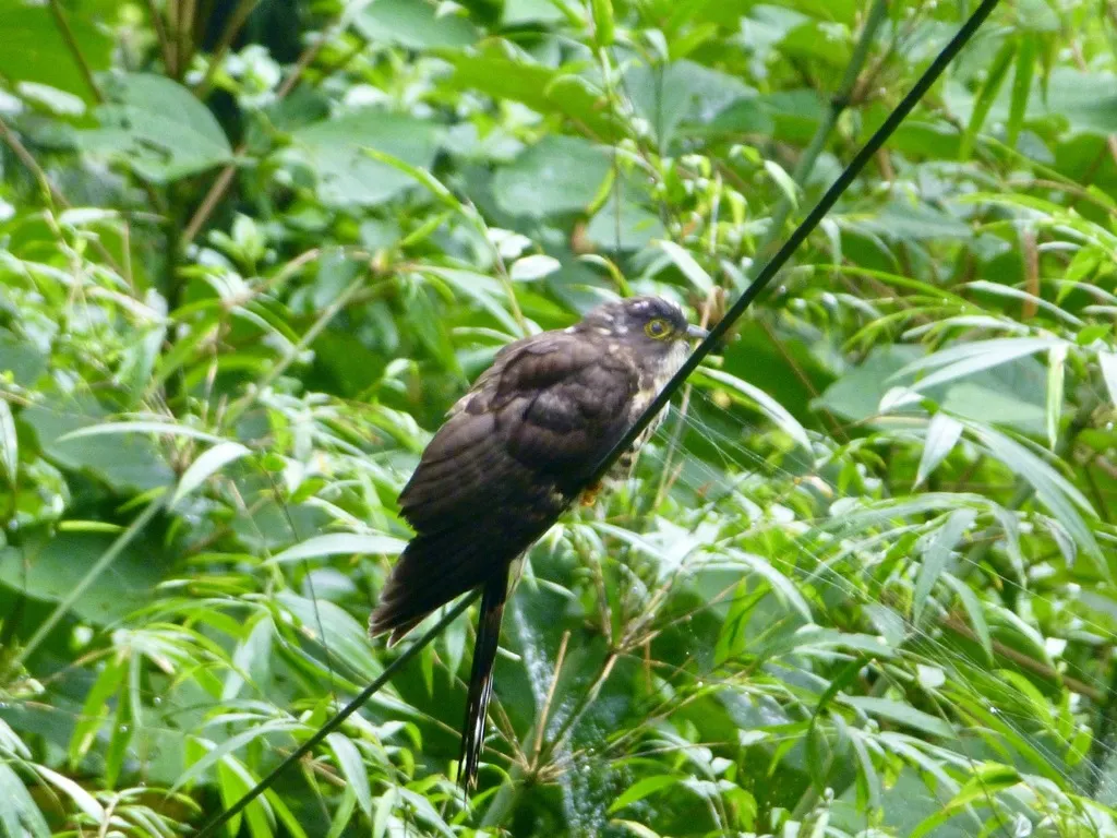 大鹰鹃(Hierococcyx sparverioides)