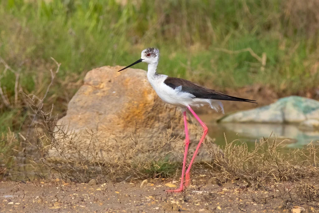 黑翅长脚鹬（Himantopus himantopus）