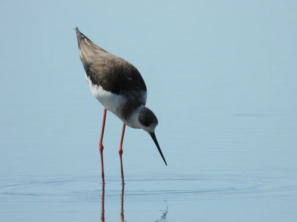 黑翅长脚鹬（Himantopus himantopus）