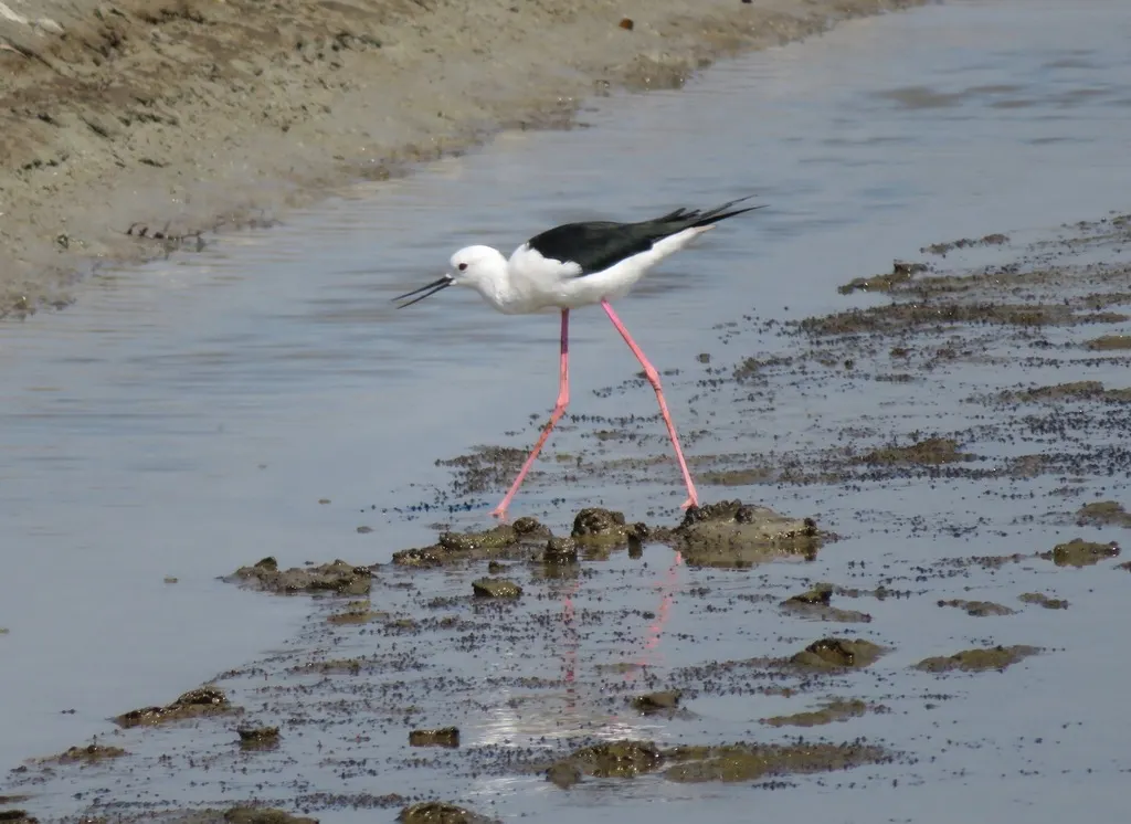 黑翅长脚鹬（Himantopus himantopus）