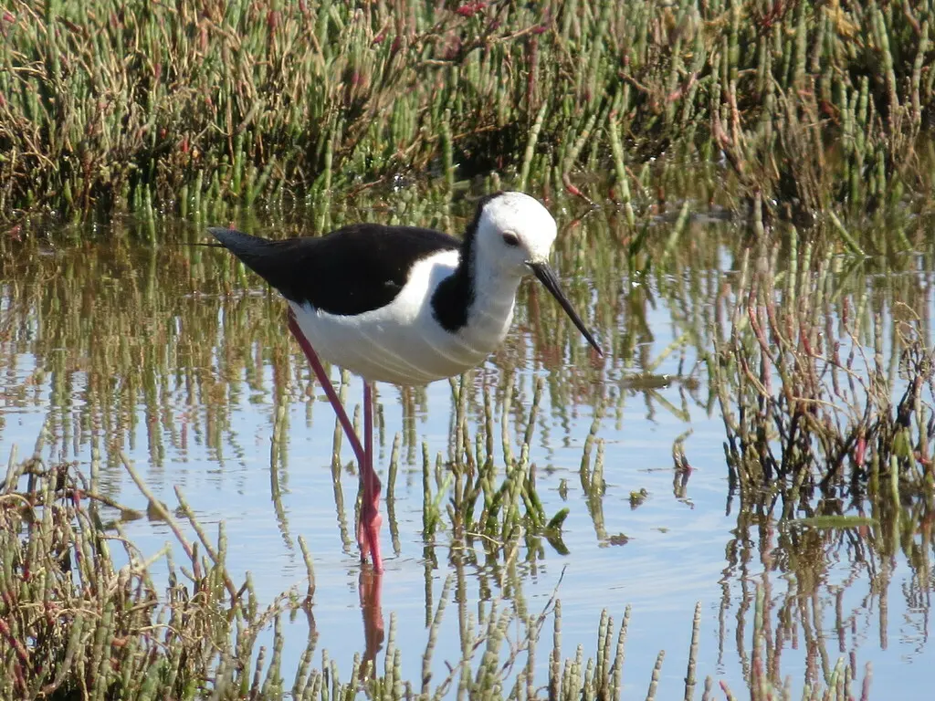 澳洲长脚鹬(Himantopus leucocephalus)