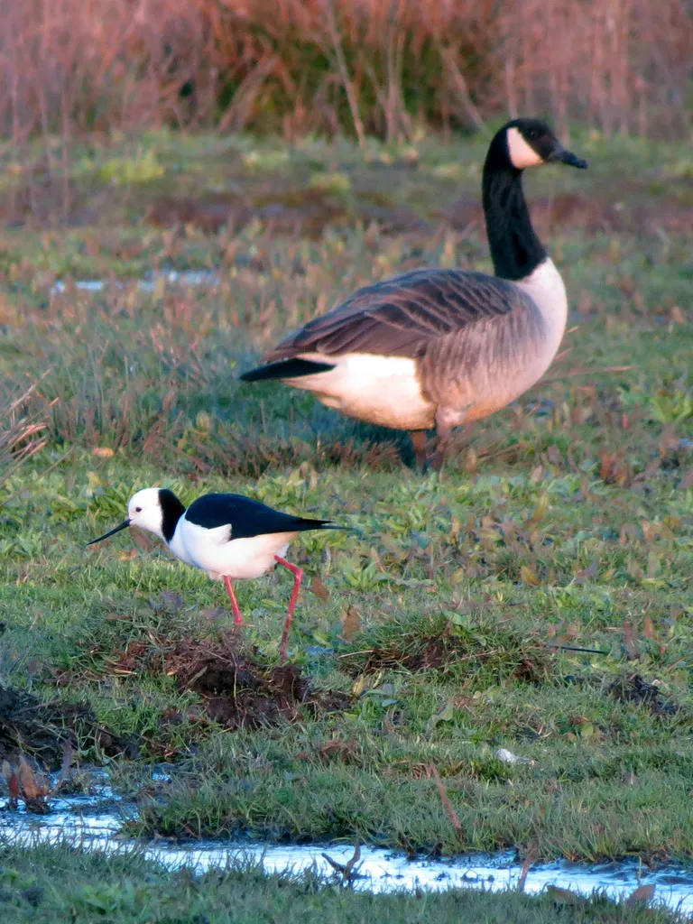 澳洲长脚鹬(Himantopus leucocephalus)