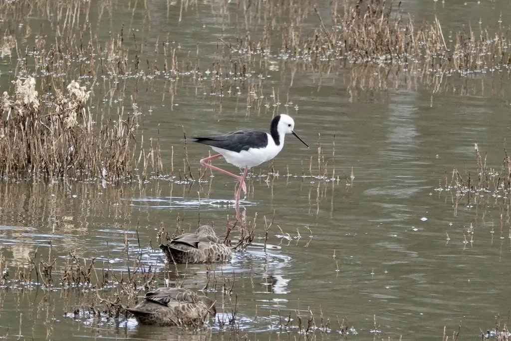 澳洲长脚鹬(Himantopus leucocephalus)