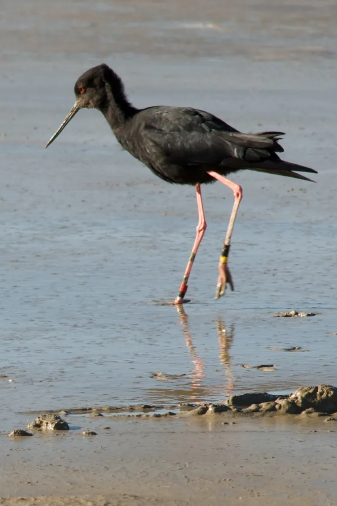 黑长脚鹬(Himantopus novaezelandiae)