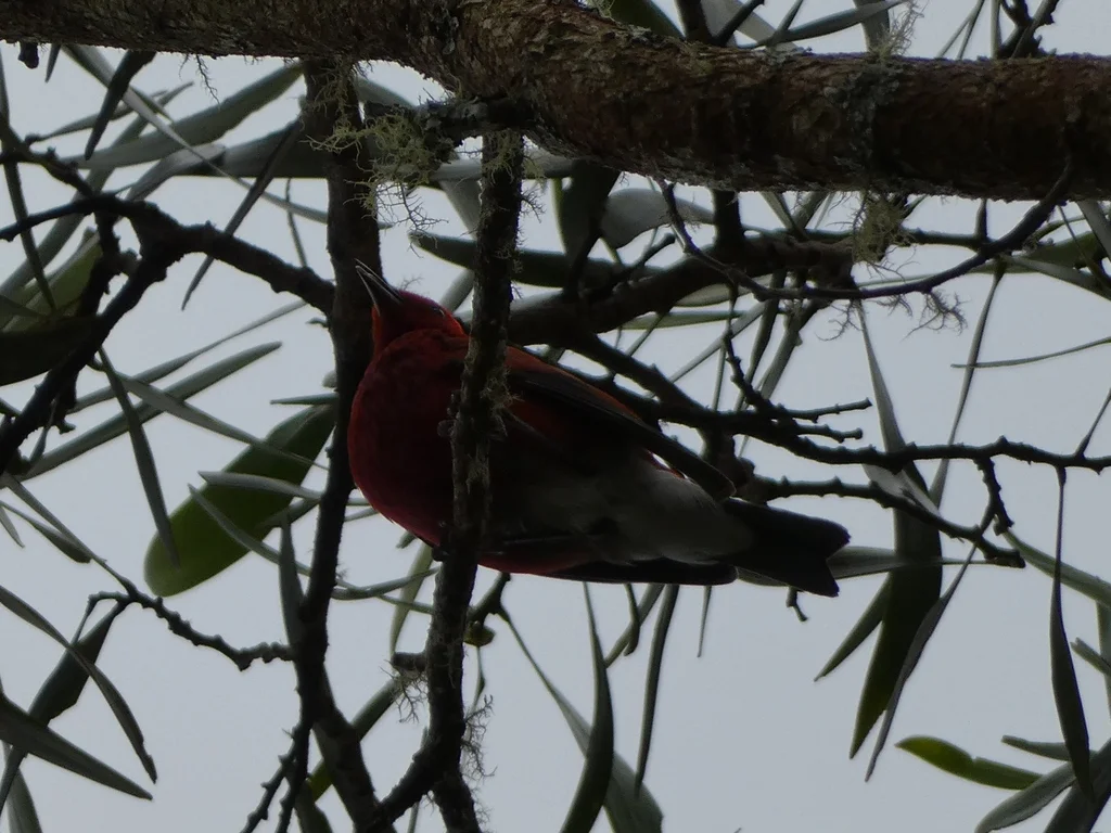白臀蜜雀(Himatione sanguinea)