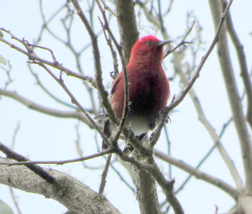 白臀蜜雀(Himatione sanguinea)