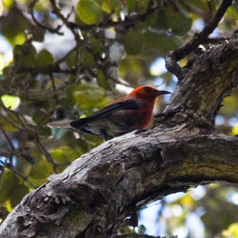 白臀蜜雀(Himatione sanguinea)