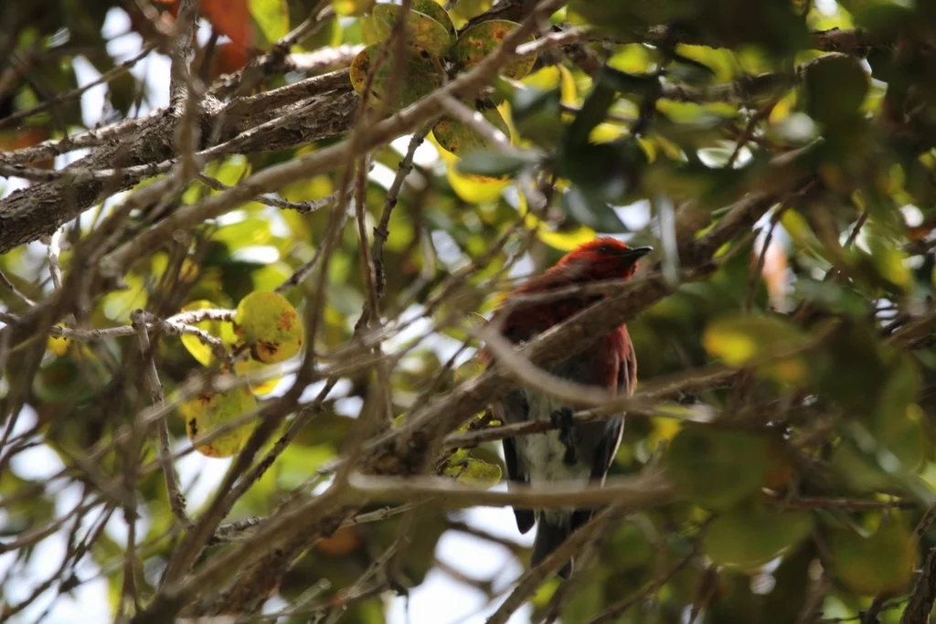 白臀蜜雀(Himatione sanguinea)