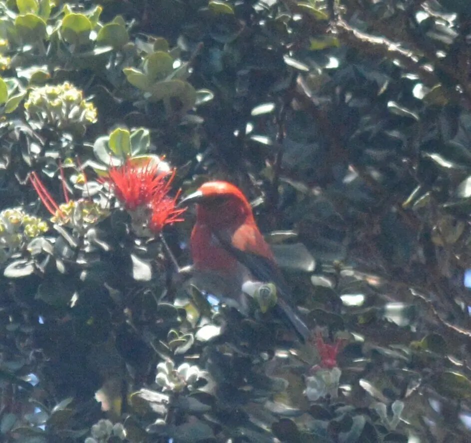 白臀蜜雀(Himatione sanguinea)
