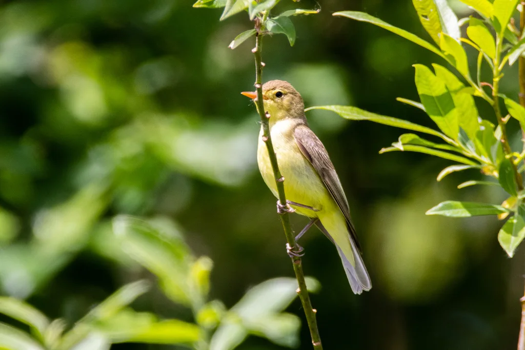 绿篱莺(Hippolais icterina)