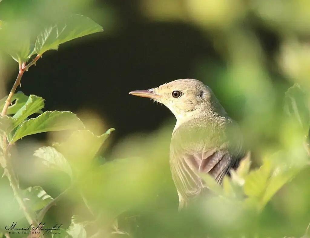 歌篱莺(Hippolais polyglotta)