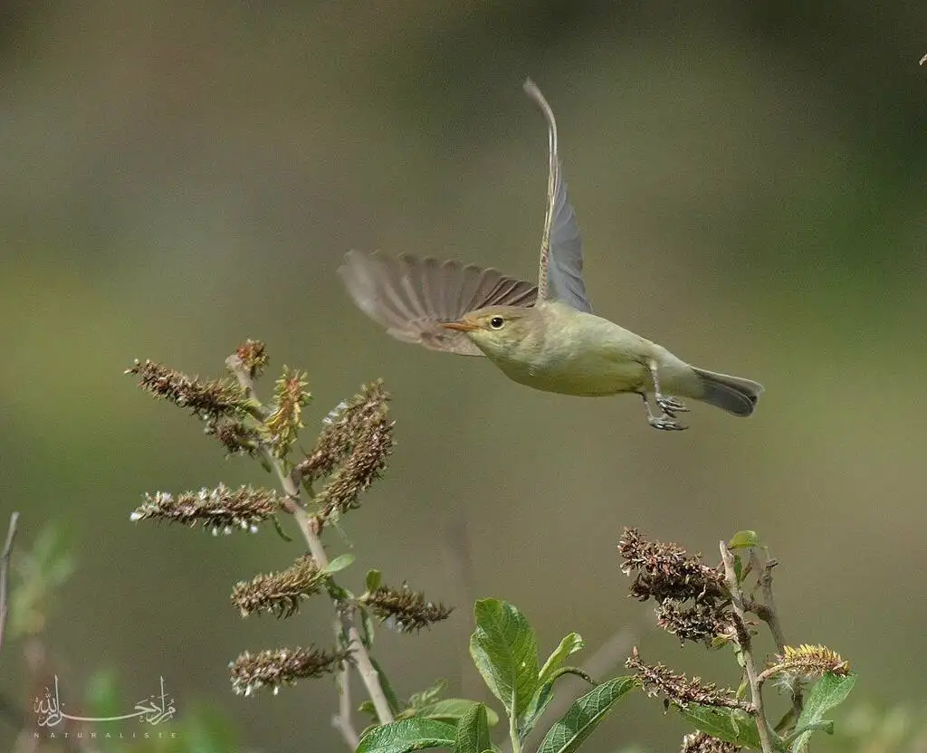 歌篱莺(Hippolais polyglotta)