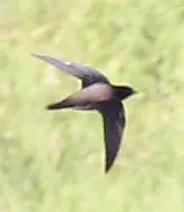 褐背针尾雨燕(Hirundapus giganteus)