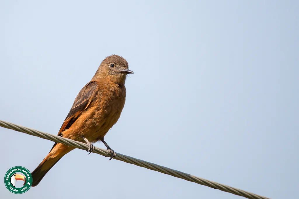 峭壁霸鹟(Hirundinea ferruginea)
