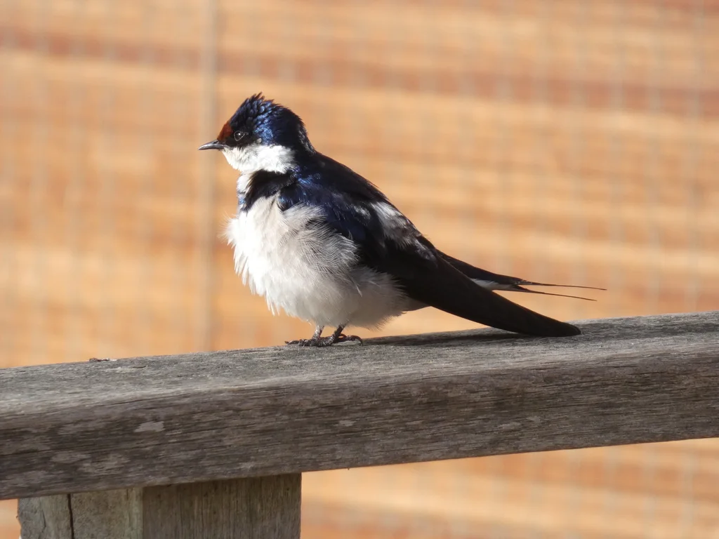 白喉燕(Hirundo albigularis)