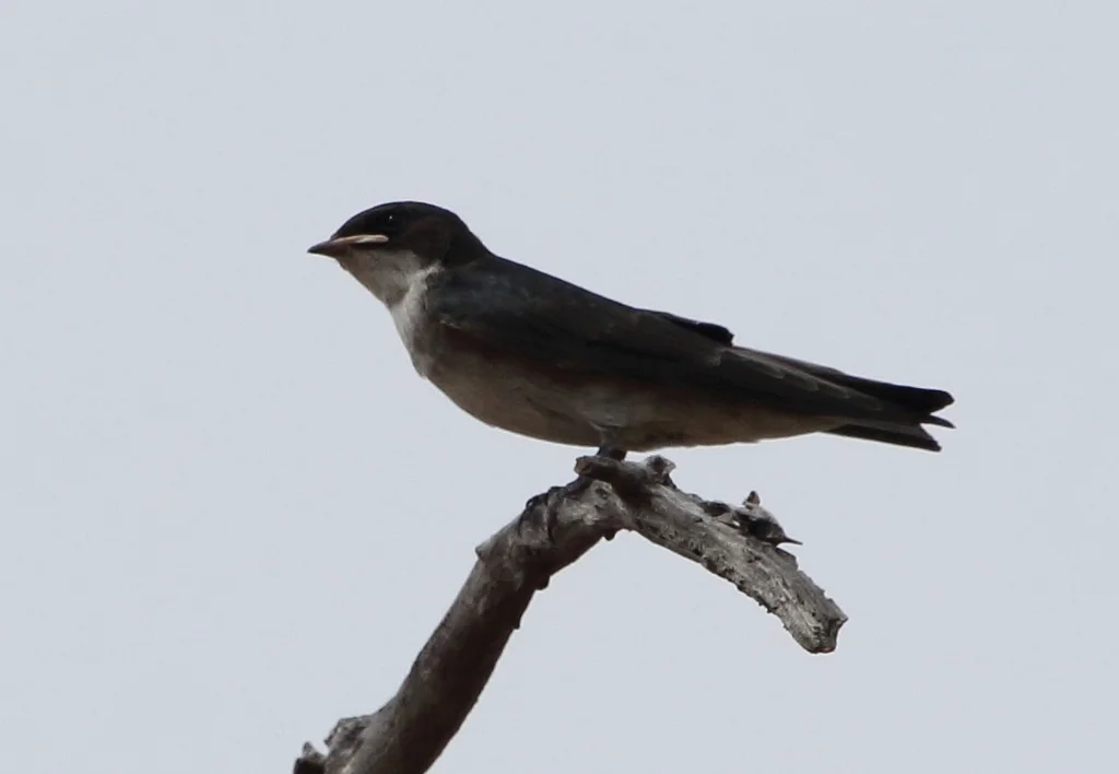珠胸燕(Hirundo dimidiata)