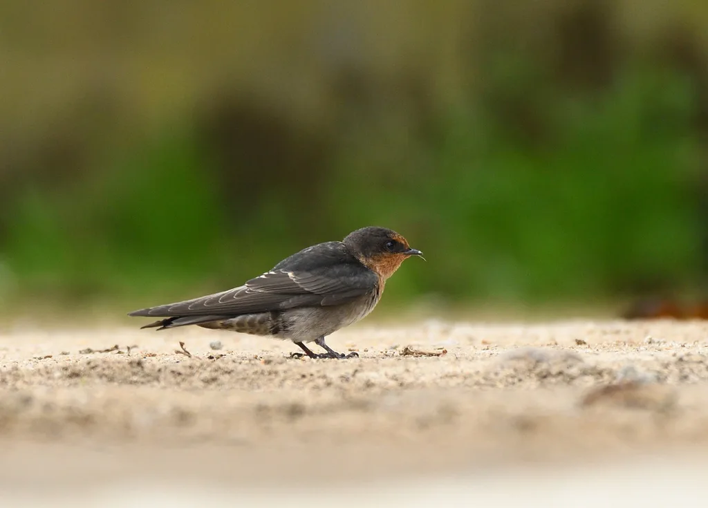 山燕(Hirundo domicola)