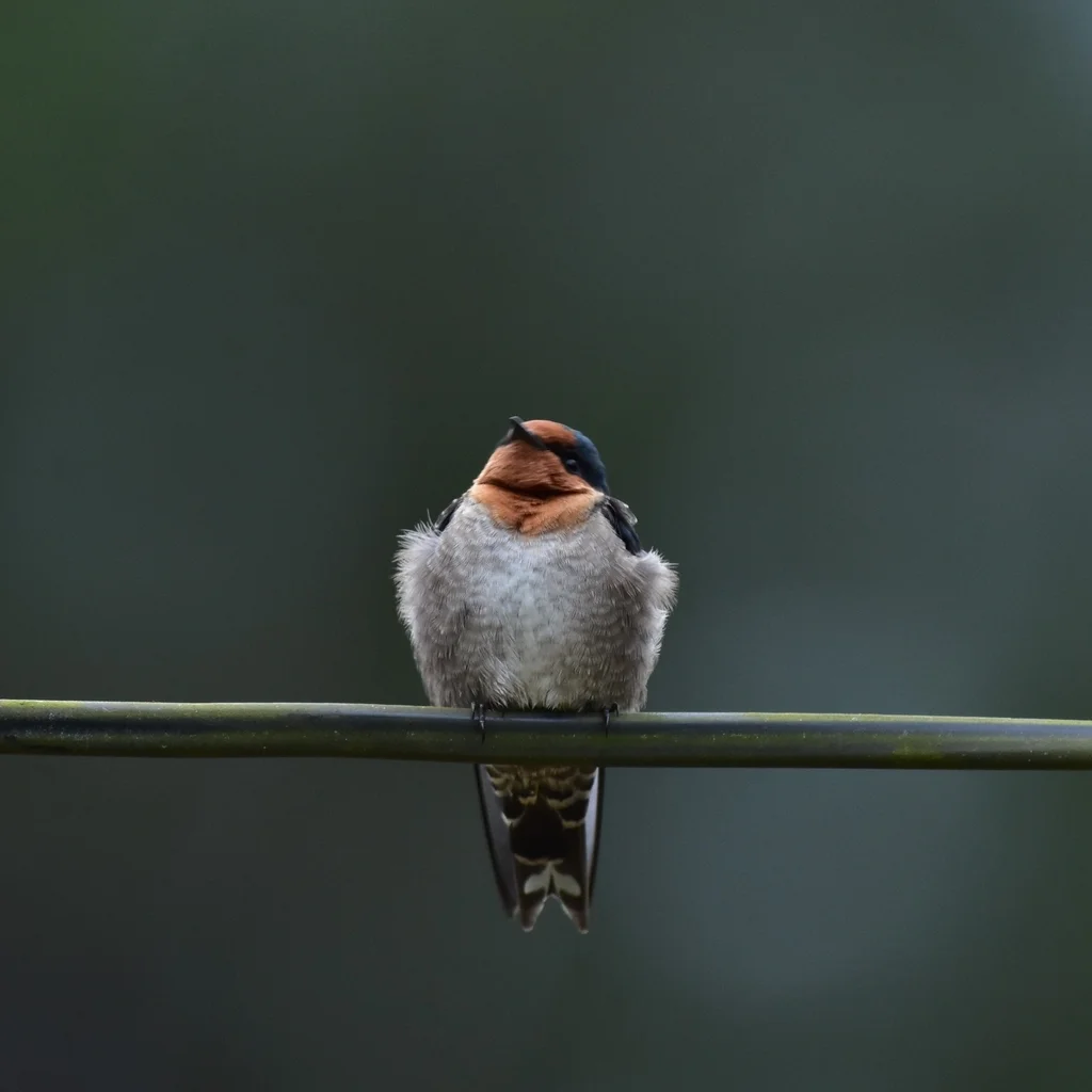 山燕(Hirundo domicola)
