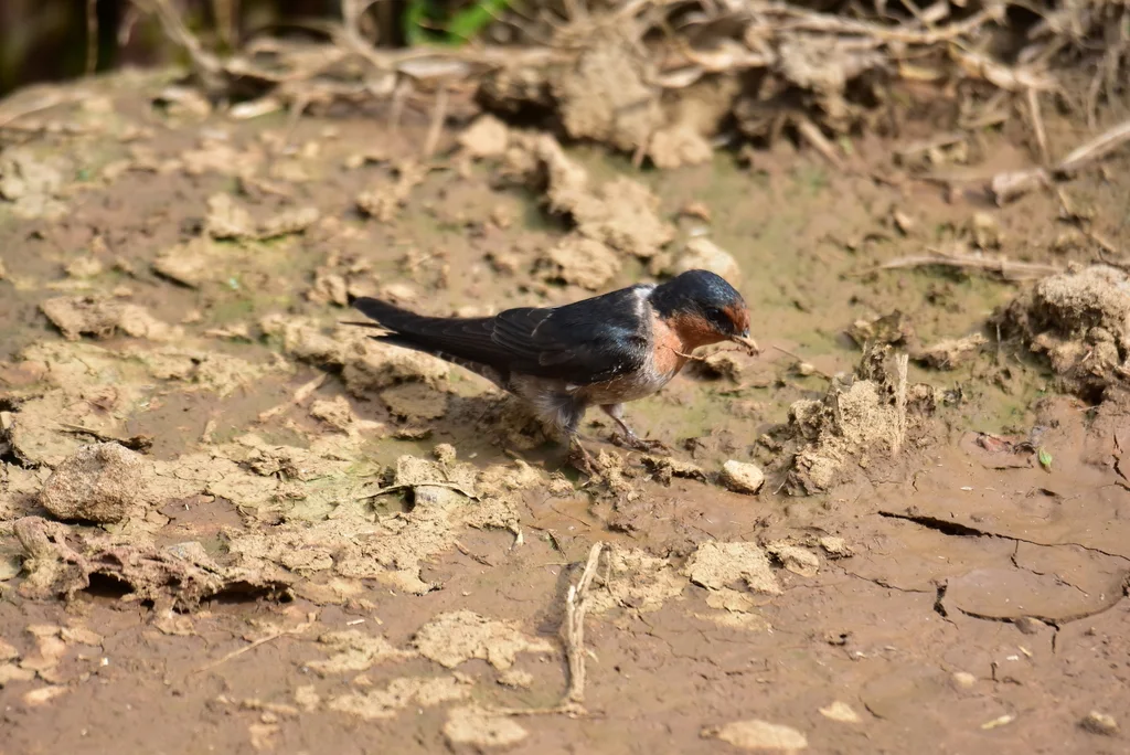 山燕(Hirundo domicola)