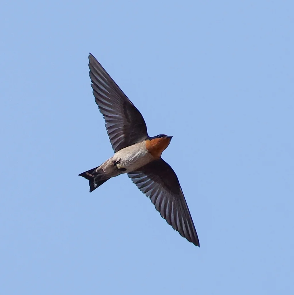 洋燕(Hirundo javanica)