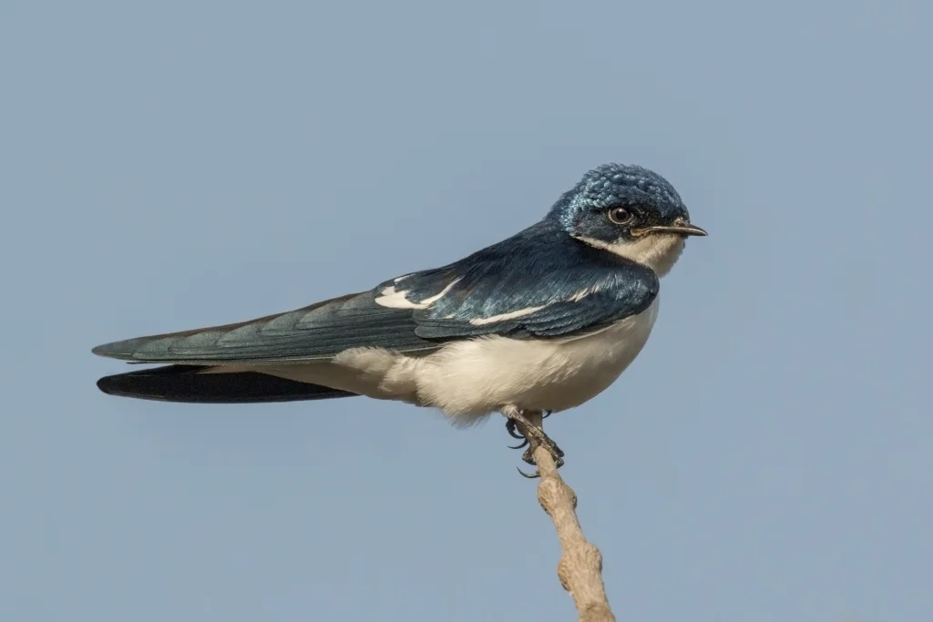 斑翅燕(Hirundo leucosoma)