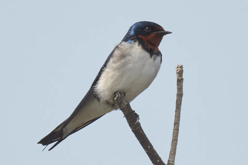 赤胸燕(Hirundo lucida)