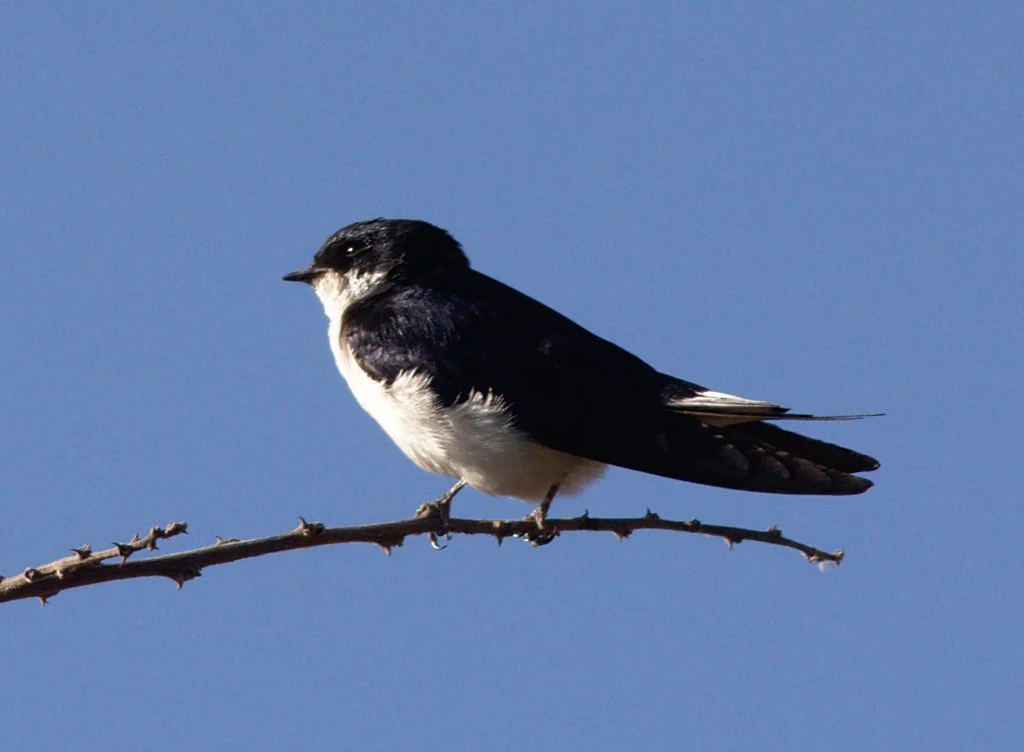 白尾燕(Hirundo megaensis)