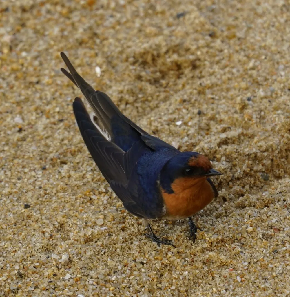 迎燕(Hirundo neoxena)