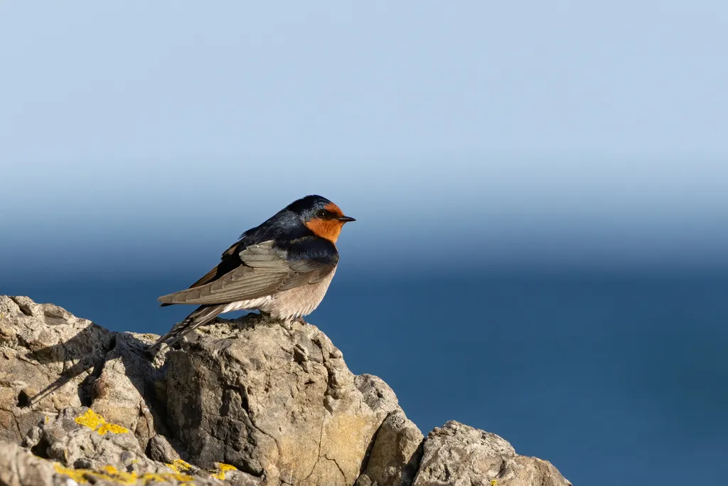 迎燕(Hirundo neoxena)