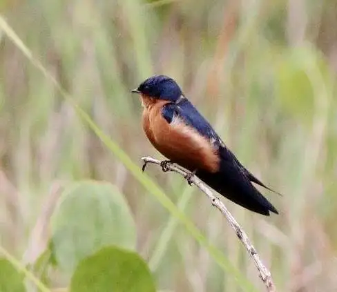 刚果燕（Hirundo nigrorufa）