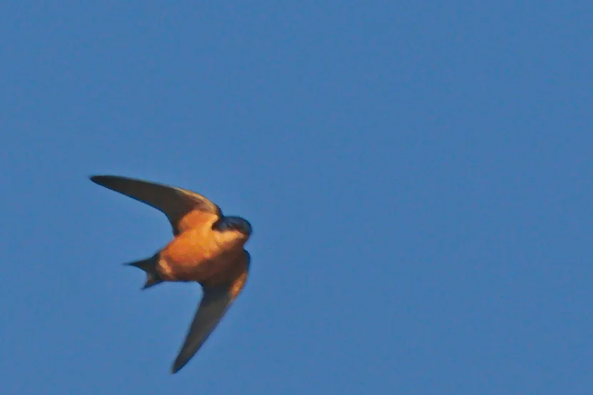 刚果燕（Hirundo nigrorufa）