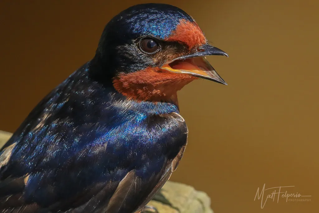 家燕(Hirundo rustica)