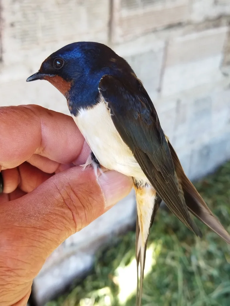 家燕(Hirundo rustica)