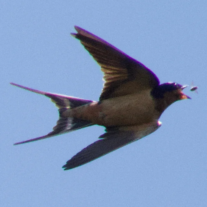 家燕(Hirundo rustica)