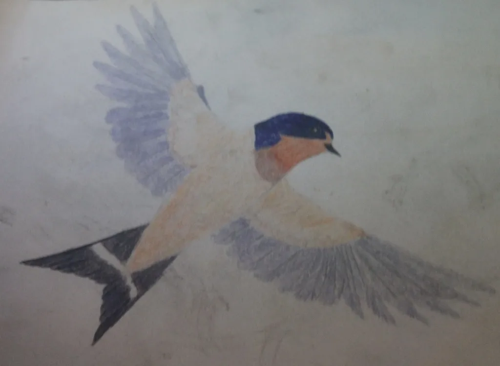 家燕(Hirundo rustica)