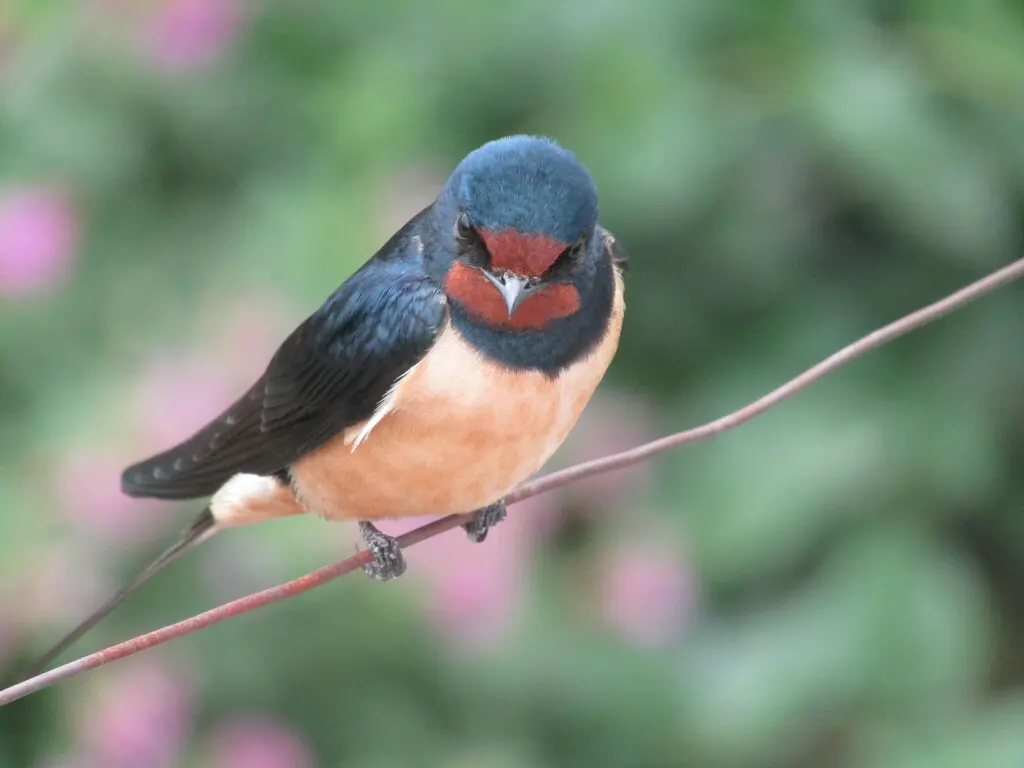 家燕(Hirundo rustica)