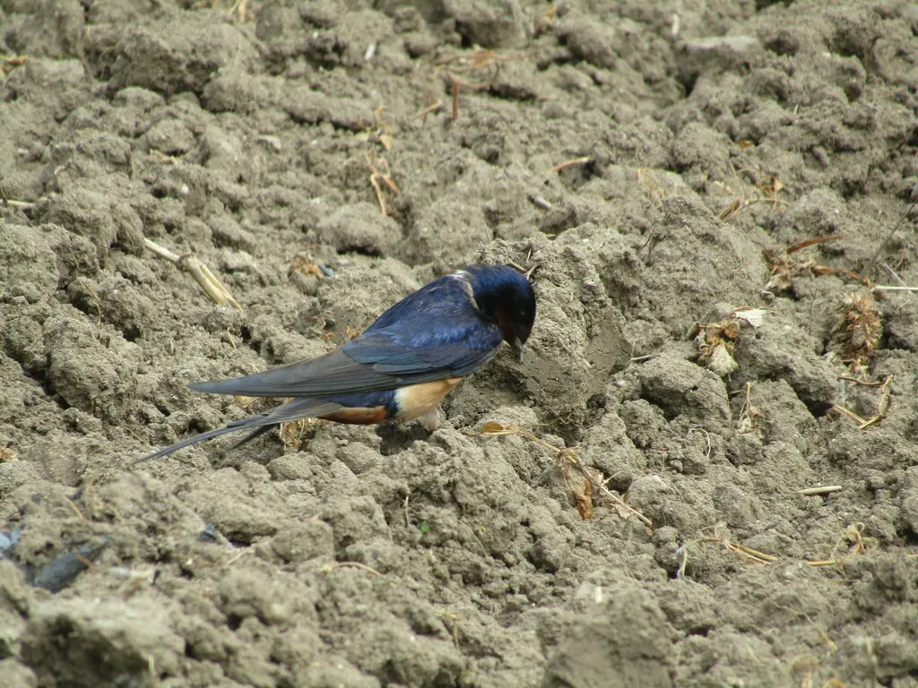家燕(Hirundo rustica)