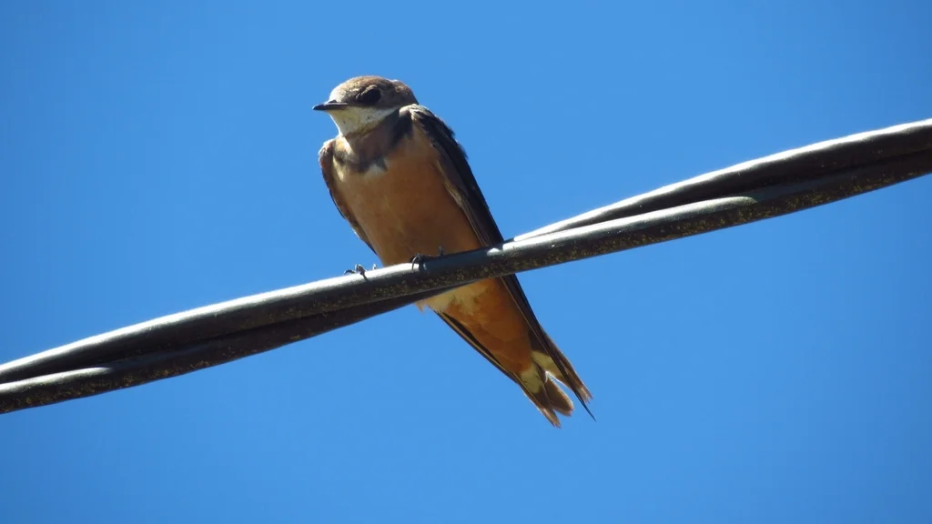 家燕(Hirundo rustica)