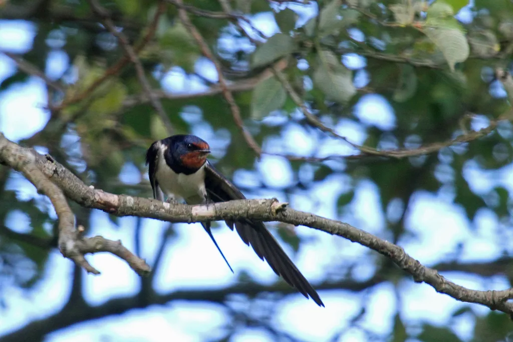 家燕(Hirundo rustica)