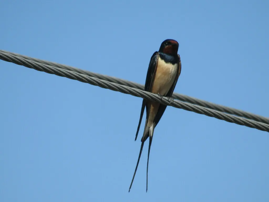 家燕(Hirundo rustica)